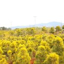 유 농원 이미지