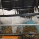 나불도 승마랜드 이미지