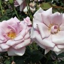 한아름공원1 이미지