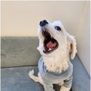 리치펫하우스 이미지