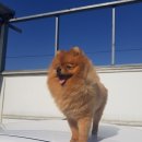 애견미용실 꽃개 이미지