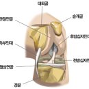 퇴행성관절염과 연골주사 이미지