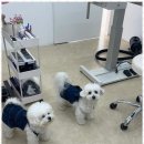 강아지 미용실 이미지