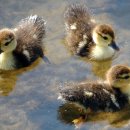 치킨 런 이미지