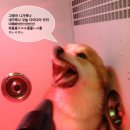 꽃순이PC 이미지