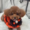 포그나개 이미지