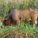 박하농장 이미지