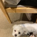 성남-위례-0515 | ㅣ위례 카페ㅣ조용하게 할일하기 좋은 위례혼공카페 창곡동카페 루슨