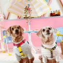 발라당눕스 이미지