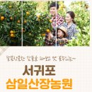 팜핑제주 이미지