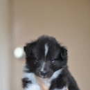 리버티벨 이미지