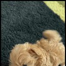 아이러브 독 이미지