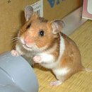 [햄스터품종] 시리안 햄스터 (Syrian Hamster) 이미지