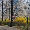 살롱드가든 | [양재천 벚꽃길 산책 후기] 4월의 햇살과 함께한 4km 걷기