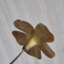 골드러쉬 이미지