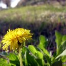 김두수「민들레」 이미지