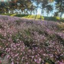 자라섬 캠핑장 이미지