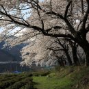 십리벚꽃길 이미지