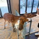 강아지클럽 | 강아지, 고양이도 있는 실내동물원 '애니멀클럽' 후기 (with 12개월 아기랑)