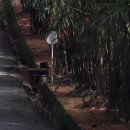 도그마미 이미지