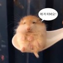 코&태 | [후기] 다이소 신상 주토피아 퍼프