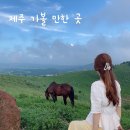 신창카센타 | 제주 가볼 만한 곳 : 금오름,신창풍차해안,세계자동차&amp;피아노박물관 추천드려요