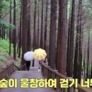 편백어울림