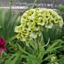 강아지풀 이미지