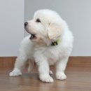 올바른펫 이미지