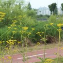 탄천 연원마을 이미지