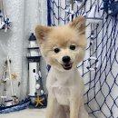 몽글몽글 펫 이미지