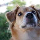 좋은강아지 이미지