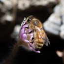 판교일등공인중개사사무소 | 탄천산책/주말 봄정취 느끼기