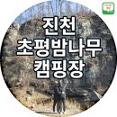 초평밤나무 이미지
