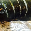 뿅뿅김밥 이미지