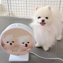 달;보다 | 다이소 초파리트랩 보다 효과 좋은 전기 포충기 한달 사용 후기