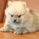 수원-1584 이미지