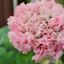 러블리몽 이미지