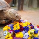 플라워 도그 이미지