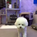 퍼피팸퍼 이미지