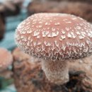 김창기머쉬룸팜 이미지