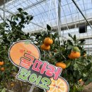 대신농장 | 담양 실내 아이랑 체험 가능한 꿈에그린농장 수확체험 후기