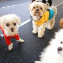 헬로우댕댕유치원 | 헬로우댕댕유치원 강아지와 함께한 특별한 하루