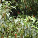 녹나무 (식물) [Cinnamomum camphora]의 효능 이미지