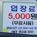 제주도 서귀포 가볼만한곳 서귀다원 한라산뷰 녹차밭 애견 입장료 주차 정보
