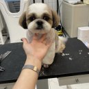 살롱드댕댕 이미지