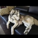 허스키 사랑 이미지