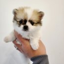 현숙켄넬 이미지