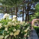 장일샐프타운 이미지