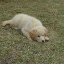 머루와 다래 이미지